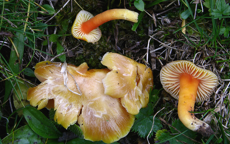 Diverse Hygrocybe da determinare/confermare.